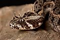 Kenya horned viper (Bitis worthingtoni)