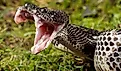 View of timber rattlesnake with mouth open.