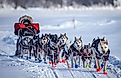 Dog sledding in the Iditarod in Alaska.