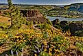 Wild flowers at peak bloom; Tom McCall preserve near Rowena in the Columbia River Gorge National scenic Area, Oregon