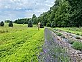 Blossoming lavender bushes on a farm in Stroudsburg, Pennsylvania.