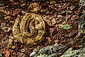 Timber rattlesnake