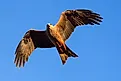 Wedge-tailed Eagle, Western Australia outback