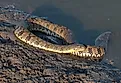 A beautiful Diamondback Water Snake coiled on the shore.