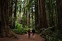 Couple walking through redwood forest at Redwoods National and State Parks, California.