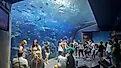 Atlanta, Georgia: Georgia Aquarium, via Ravenash / Shutterstock.com