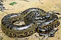 The green anaconda is the world's heaviest snake.