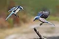 Florida scrub jay, Merritt Island National Wildlife Refuge, Florida