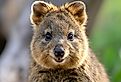 A close-up shot of a quokka, showcasing its adorable face and seemingly perpetual smile.