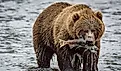 Kodiak Brown bear on Kodiak Island, Alaska, in the summer. Image credit: Jake Lange/Shutterstock