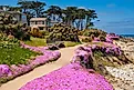 Carpet of wildflowers in the picturesque town of Monterey, California.