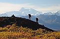 Hiking on K'esugi Ridge. Denali State Park, Alaska