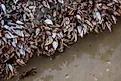A piece of log along water, covered by zebra mussels. Image credit: Yaman Mutart/Shutterstock.com