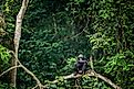 A bonobo, also called the pygmy chimpanzee in the forests of the Congo Basin in the Democratic Republic of Congo.