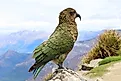 A kea (Nestor notabilis)