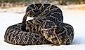 Eastern diamondback rattlesnake (Crotalus adamanteus) coiled in defensive strike pose on a sandy road in Central Florida.