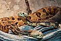 Two timber rattlesnakes, the only species of rattlesnake found in New England.