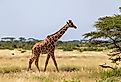 One giraffe walking through the savannah. Image credit Eugen Haag via Shutterstock.