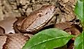 Close up of an Eastern Copperhead (Agkistrodon contortrix).