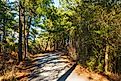 The Gordons Pond Trail through the woods at Cape Henlopen State Park. Image Credits: Liz Albro Photography via Shutterstock
