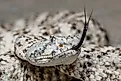 A speckled rattlesnake (Crotalus pyrrhus)