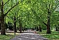 Battersea Park trees and woodland in the south banks of River Thames in Battersea, London.