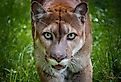 Close up of a Florida panther, the state animal.