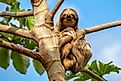 A sloth sitting on a tree branch.
