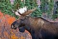 Alaska moose (Alces alces gigas), Denali National Park, Alaska. 