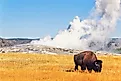 American Buffalo grazing in front of Old faithful geyser Yellowstone. 
