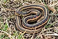 Common garter snake