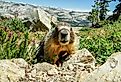 Friendly Marmot on Mount Hoffman, Yosemite National Park, California.