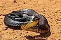An Australian tiger snake.