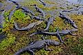 Alligators in Everglades National Park.
