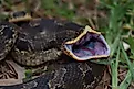 Eastern Hognose Snake (Heterodon platirhinos) gaping.