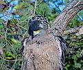 Crested serpent eagle. Image credit: Oishimaya Sen Nag