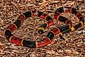 "Red touch yellow, kill a fellow": the eastern coral snake.