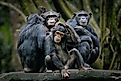 A group of chimpanzees sitting on a log of wood.