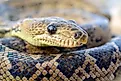 A Cuban boa (Chilabothrus angulifer)