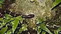 A many-banded krait (Bungarus multicinctus)