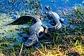 Two American Alligators sunbathing in the Louisiana swamp