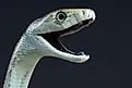 Black mamba biting / Dendroaspis polylepis (Credit: reptiles4all via Shutterstock)