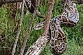A Burmese python on a branch in the Florida Everglades.