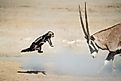 Honey badger and oryx fight at a waterhole in Etosha National Park, Namibia. Via Shutterstock / Dirk Theron.
