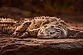 American crocodiles (Crocodylus acutus)
