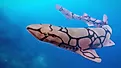 A chain catshark.