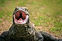 Endangered giant Komodo dragon looking for food, Komodo Island, Indonesia