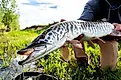 Tiger muskie caught and released