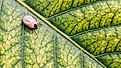 A close-up shows an engorged tick on a green leaf. 