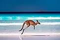 Kangaroo at Lucky Bay, Cape Le Grand National Park, Esperance, Western Australia.